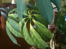 We did not find results for: What Is Wrong With My Schefflera