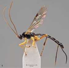 Image result for Pycnosphaera