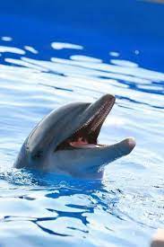 Lovely Dolphin Ocean Animals Sea Animals Ocean Creatures