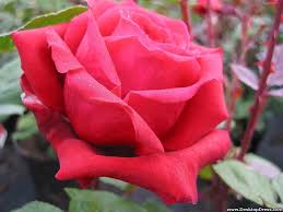 Desktop Wallpapers Flowers Backgrounds Nice Rose Beautiful Flowers Images Rose Flowers
