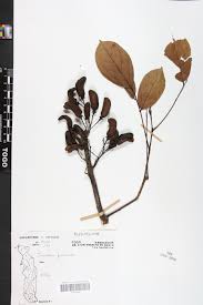 Image result for Rourea thomsonii