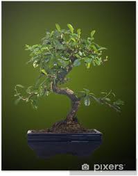 The poster contains all the subjects, theory and rules to grow a bonsai tree: Bonsai Tree Poster Pixers We Live To Change
