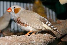 Leaves are opposite, lanceolate, up to 1½ long, and appear to have a waxy coating. Small White Bird With Orange Beak Name Bird Wallpaper