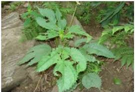 Image result for Girardinia