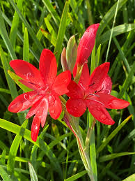 Image result for Hesperantha petitiana