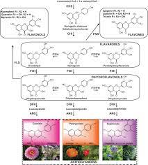 Biosynthesis Of Anthocyanidins Cyanidin Pelargonidin And Delphinidin Download Scientific Diagram