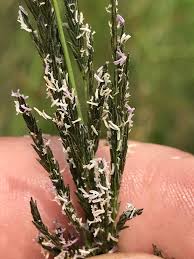 Image result for Eragrostis plana