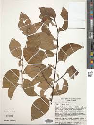 Image result for Turraea wakefieldii