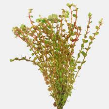 Image result for Rotala filiformis