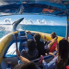 Queensland S Best Adventures Airlie Beach Australia Travel Gold Coast Theme Parks