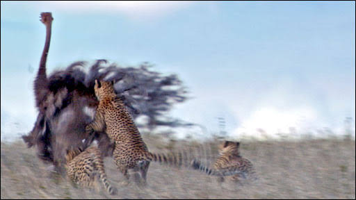 BBC - Earth News - Epic cheetah hunt filmed in HD