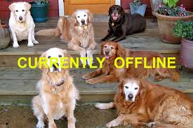 Our dogs that are put into our breeding program have all been selected for their excellence in health, temperment, and standard to the breed. 5ryp21lryjf0bm