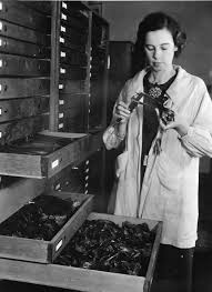 Image result for Hildegardia migeodii