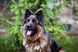 Even if you feed the dog right, it can still develop harmful plaque. Long Haired German Shepherd Facts Size Temperament Care