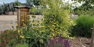 Image result for Phlomis fruticosa