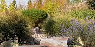 Check spelling or type a new query. The Truth About Drought Tolerant Plants Seattle S Favorite Garden Store Since 1924 Swansons Nursery