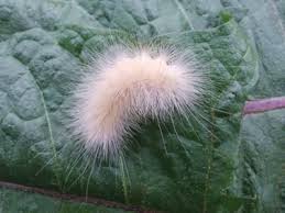 Black And White Spotted Caterpillar Caterpillar Identification Page 1 Caterpillar Pictures Caterpillar Moth Caterpillar