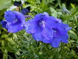 Delphinium Plants How To Grow And Care For Delphiniums Garden Helper Gardening Questions And Answers