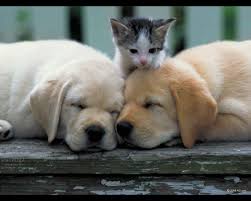 Cute Dogs Cute Cat Pictures Kittens And Puppies Cute Animals Cute Dogs