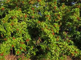 Image result for Triraphis schinzii