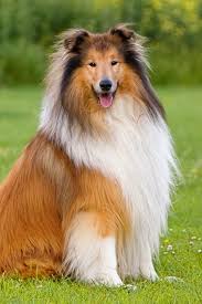 This dog is a working dog bred to take care of sheep on the farm, which makes it strong and easy to rely on. Dog Collie Animal Pet Long Haired Sitting Herding Dog Pikist