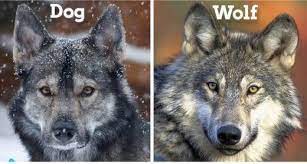 15 Differences Between Dog And Wolf Wolf Hybrid Dogs Wolf Dog Dog Breeds