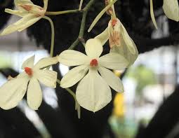 Image result for Aerangis collum-cygni