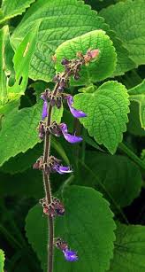 Image result for Plectranthus alboviolaceus