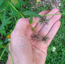 Image result for Bidens steppia