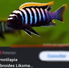Check spelling or type a new query. Cichlid Geeks Ciciamie Galaxy Shop Pages Directory