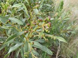 Image result for Ozoroa paniculosa