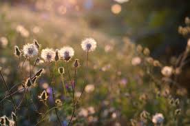 How many people have the last name hyacinth? How Do You Pronounce Bokeh Here S How You Should Diy Photography