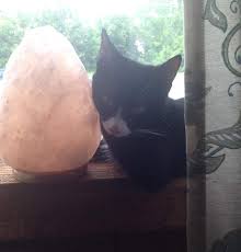 Amphibians are creatures that can live both on land and in the water (e.g. Himalayan Salt Lamps Can Be Potentially Fatal For Cats And Dogs