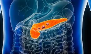 Image result for pancreas)