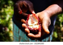 Image result for Cola chlamydantha