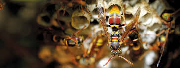 Wasps also nest under roofs and inside closed premises. Wasp Removal Treatment Solutions Australia Termitrust Termitrust