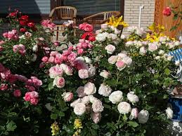 Mit ihren hochwertigen inhaltsstoffen leistet sie einen wichtigen beitrag zum blüherfolg ihrer rosen. Strauchrose Eden Rose 85 Schonste Rosen Expertenwissen