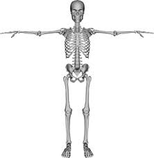Two bony spines known as cornua extend superiorly toward the sacrum on the posterior side and are connected to the sacral cornua by. The Human Spine Lesson For Kids Study Com