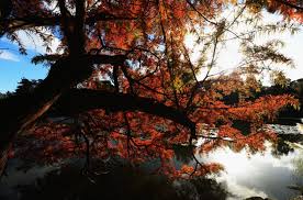 See more ideas about winter warmth, autumn, autumn aesthetic. The Warmth Of Autumn Gallery News Al Jazeera