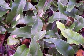 Image result for Pyrrosia