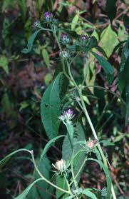 Image result for Vernonia anthelmintica