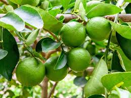 Image result for Citrus × aurantiifolia
