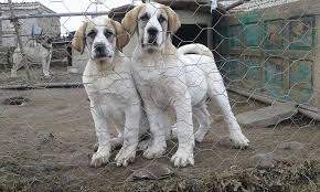 Pin By Kerem On Anadolu Kopekleri Kangal Malakli Kafkas Akbas Coban Kopekleri Dog Lovers Turkey Dogs Dogs