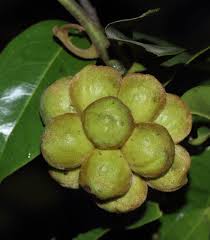 Image result for Artabotrys likimensis