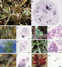 Image result for Argyrolobium rupestre