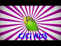 Muhabbet Kusu Ve Papagan Konusturma Cici Kus Sesi Hazir Ses Kaydi 1 Saat Youtube