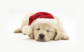 Jan 18, 2021 · for adoption teacup pomeranian puppies available 9620555553 mini pom puppies available boo dog puppies available golf links delhi hi everyone. Golden Retriever Cute Puppy Wallpaper Novocom Top