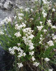 Image result for Sericanthe sp. F