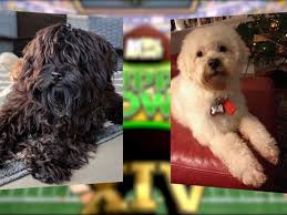 It is a mixture of football puns and dog (or cat or whatever) humor. Puppy Bowl Kitten Bowl 2018 Stars Animals Displaced By Hurricanes Sbnation Com