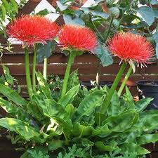 Image result for Scadoxus multiflorus
